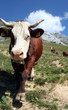 Foto: Vache en alpage Vache en alpage