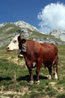 Abondance de la Tournette