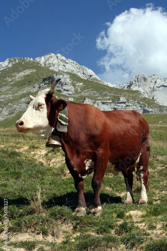 Foto: Abondance de la Tournette Abondance de la Tournette