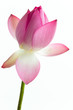 Pink water lily flower (lotus) and white background. Pink water lily flower (lotus) and white background.