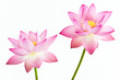 Twain pink water lily flower (lotus) and white background.