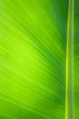 Green Leaf
