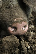 Dreckiges, glückliches Schwein