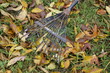 Feuilles mortes