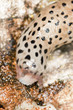 Leopard slug, limax maxius, macro photo Leopard slug, limax maxius, macro photo