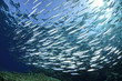 Sardine School in the Sea