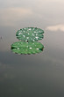 Green Lotus leaf with water drop as background Green Lotus leaf with water drop as background