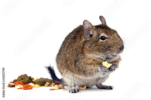 Photo: Degu hat Hunger Degu hat Hunger