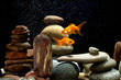 couple goldfish in aquarium over well-arranged zen stone