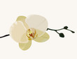 White orchid