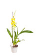 yellow orchid