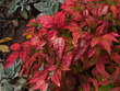 Nandina