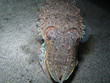 Cuttlefish