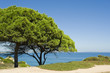 Image : bright green trees overlooking the Mediterranean sea
