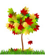 autumn tree