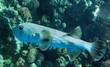 Porcupine fish Porcupine fish