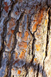 bark of pine tree trunk texture bark of pine tree trunk texture