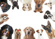 la grande variété des races canines