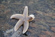 Seestern
