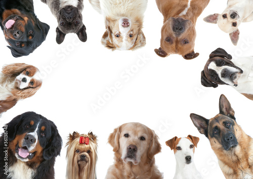Photo: la grande variété des races canines la grande variété des races canines