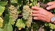 Autumn grape harvest