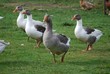 Pommerngänse auf der Wiese