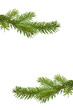 Tannenzweig