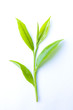 Foto: 茶葉 茶葉