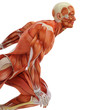 muscle man run close up muscle man run close up