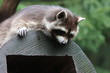 Foto: waschbär waschbär
