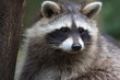 Foto: waschbär waschbär