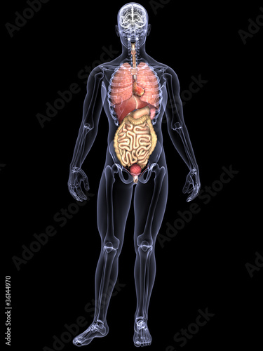 Illustration: Skeleton X-Ray - Internal Organs Skeleton X-Ray - Internal Organs