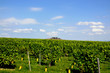 Vue sur les vignes du Sancerrois et Sancerre
