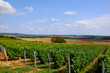 Vue sur les vignes du Sancerrois