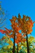 Photo: Sunlit maple trees in Pennsylvania Sunlit maple trees in Pennsylvania
