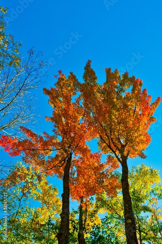 Photo: Sunlit maple trees in Pennsylvania Sunlit maple trees in Pennsylvania