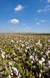 Cotton Bolls