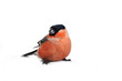 eurasian bullfinch eurasian bullfinch