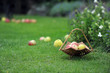 basket with apples