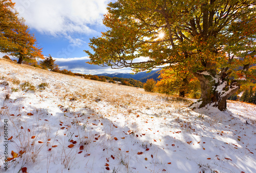 Foto: First snow in the forest in the mountains First snow in the forest in the mountains