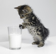 kitten looking at a glass of milk