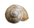 Foto: reclusive grapevine snail reclusive grapevine snail
