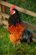 Cock Rooster