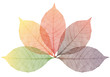 autumn leaves, vector set