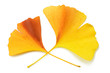 Ginkgoblätter