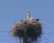 Family of storks in nest on electric pole on background of sky. Family of storks in nest on electric pole on background of sky.