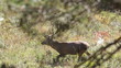 Red deer. Mountains.