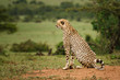 Cheetah On The Lookout