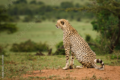 Photo: Cheetah On The Lookout Cheetah On The Lookout