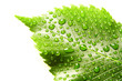 Image of green leaf with drops of water over white closeup Image of green leaf with drops of water over white closeup